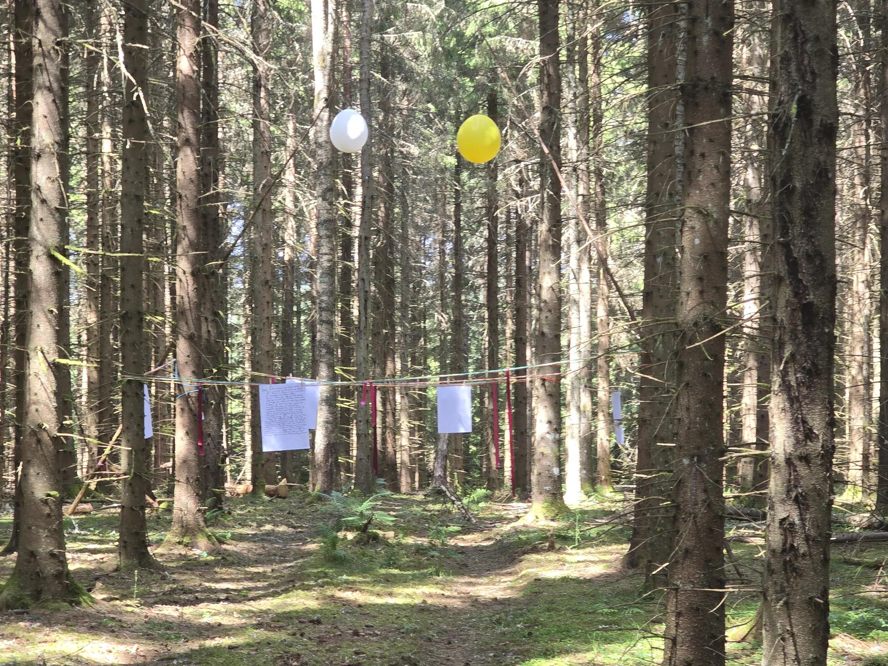 Shakespeare's text hung between trees as part of forest research